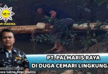 Diduga Cemari Lingkungan, SATMA AMPI Madina Desak Kapolres Baru Usut PMKS PT. Palmaris Raya