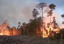 ± 20 Ha HPT di Madina Sumut Dilalap Sijago Merah, KPH IX Belum Temukan Penyebab Kebakaran.