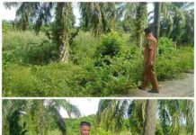 Respons Cepat Berita Sampah, Camat Batahan Tinjau Lokasi Calon TPA Bersama Kades