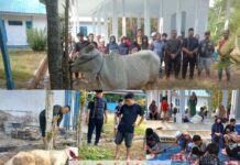 Keluarga Besar Almarhum Haji Anif Salurkan Sapi Kurban ke Panti Asuhan Siti Aisyah Madina