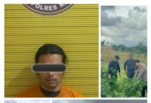 Delapan Batang Ganja Ditemukan Di Ladang Warga, Seorang Pria Diamankan Satresnarkoba Polres Karo