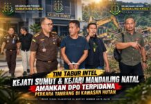 Tim Tabur Kejati Sumut dan Kejari Madina Amankan DPO Terpidana Pertambangan di Kawasan Hutan
